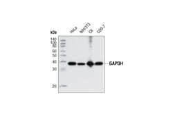 Cell Signaling Technology GAPDH (D16H11) XP Rabbit mAb 100 µl, Quantity: