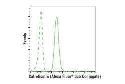 Cell Signaling Technology Calreticulin (D3E6) XP Rabbit mAb (Alexa Fluor