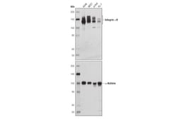 Cell Signaling Technology Integrin alphaV (D2N5H) Rabbit mAb 100 µl, Quantity: