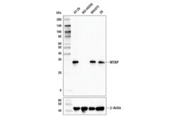 Cell Signaling Technology MTAP (A8N9F) Rabbit mAb 100 µl, Quantity: Each