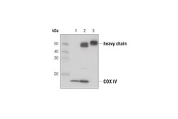 Cell Signaling Technology Protein A Magnetic Beads 1 ml