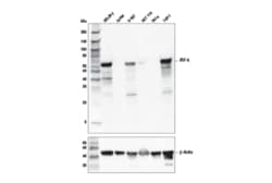 Cell Signaling Technology IRF-5 (E7F9W) Rabbit mAb 100 µl, Quantity: Each