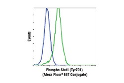 Cell Signaling Technology Phospho-Stat1 (Tyr701) (58D6) Rabbit mAb (Alexa