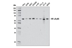 Cell Signaling Technology NF-kappaB p65 (D14E12) XP Rabbit mAb 100 µl,