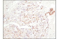 Cell Signaling Technology NF-kappaB p65 (D14E12) XP Rabbit mAb 20 µl, Quantity:
