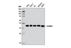 Cell Signaling Technology beta-Actin (D6A8) Rabbit mAb 300 µl, Quantity: