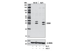Cell Signaling Technology CISH (D4D9) Rabbit mAb 100 µl, Quantity: Each