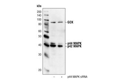 Cell Signaling Technology p44/42 MAPK (Erk1/2) Antibody 200 µl, Quantity: