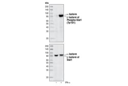 Cell Signaling Technology Phospho-Stat1 (Tyr701) (58D6) Rabbit mAb 100