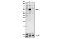 Cell Signaling Technology Stat1 Antibody 100 µl, Quantity: Each of 1
