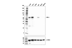 Cell Signaling Technology IRF-5 (E9I4Z) Rabbit mAb 100 µl, Quantity: Each