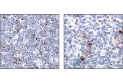 Cell Signaling Technology Cleaved Caspase-3 (Asp175) Antibody 20 µl, Quantity: