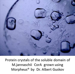 Molecular Dimensions Morpheus - Buffer System 3, 250mL, Quantity: Each