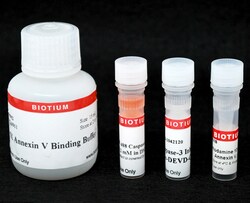 Biotium Dual Apoptosis Assay with NucView 488 caspase-3 Substrate and Texas Red-Annexin V (50 - 250 assays)