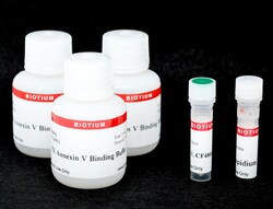 Biotium CF488A and PI Apoptosis Assay Kit, Quantity: Pack of 1