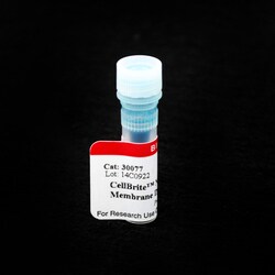 Biotium CellBrite NIR750 Cytoplasmic Membrane Dye, 2 mM in DMSO, Quantity: