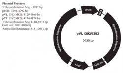 Expression Systems PVL1393 TRANSFER VECTOR