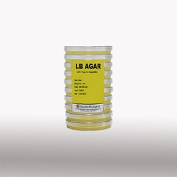 Quality Biological Inc LB Agar Plates with 75 g/mL Ampicillin, CS 100 X