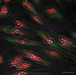 Abcam Mouse monoclonal [10C2] to Nestin - Neural Stem Cell Marker, Quantity: