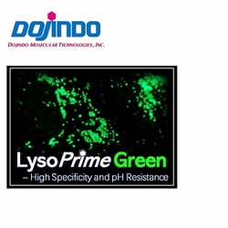 Dojindo Molecular Technologies Inc&nbsp;LysoPrime Green (10 μL x 1). High selectivity for lysosomes, high retention even in lysosomes that had their pH neutralized after staining, long-term visualization of lysosomes, Ex=456 nm, Ex=540 nm.