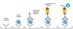 Vector Laboratories PARATHYROID HORMONE ELISA KIT, Quantity: Each of 1