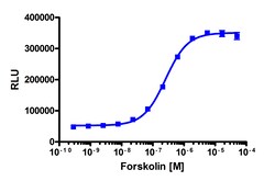 Eurofins Discoverx Forskolin, 2 x 0.25 mg. (92-0005), Quantity: Each of