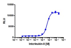 Eurofins Discoverx Recombinant Human CXCL8, 5 µg. (92-1009), Quantity: