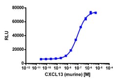 Eurofins Discoverx&nbsp;PathHunter eXpress mCXCR5 CHO-K1 β-Arrestin GPCR Assay, 2-Plate Kit. (93-0474E2MCP0M)