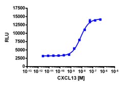 Eurofins Discoverx&nbsp;PathHunter eXpress CXCR5 (BLR1) CHO-K1 β-Arrestin GPCR Assay, 2pl Kit. (93-0514E2CP2M)