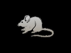 Innovative Research Inc Innovative Grade US Origin Mouse CD1 Heart, Quantity:
