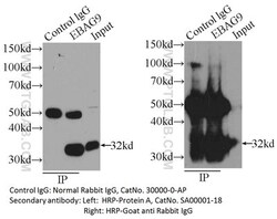 Proteintech Group Inc IGG CONTROL ANTIBODY, Quantity: Each of 1