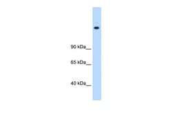 Aviva Systems Biology Corp MED16 Antibody - N-terminal region (ARP31452_P050)
