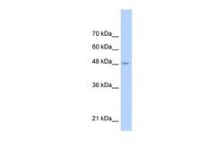 Aviva Systems Biology Corp TLR6 Antibody - middle region (ARP31755_P050)