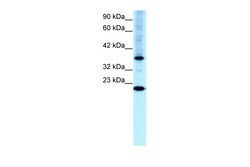 Aviva Systems Biology Corp TFCP2L1 Antibody - N-terminal region (ARP31918_P050)