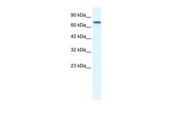 Aviva Systems Biology Corp NR4A1 Antibody - N-terminal region (ARP31941_T100)