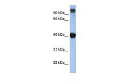 Aviva Systems Biology Corp TFAP2E Antibody - N-terminal region (ARP31976_P050)