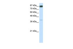 Aviva Systems Biology Corp NFATC4 Antibody - N-terminal region (ARP32040_P050)
