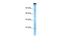 Aviva Systems Biology Corp TAF1 Antibody - C-terminal region (ARP32473_P050)