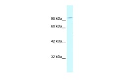 Aviva Systems Biology Corp GRIP1 Antibody - N-terminal region (ARP32496_T100)