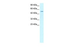 Aviva Systems Biology Corp FOXD3 Antibody - middle region (ARP32561_P050)
