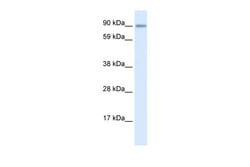 Aviva Systems Biology Corp ZNF537 Antibody - middle region (ARP32963_P050)