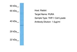 Aviva Systems Biology Corp PURA Antibody - N-terminal region (ARP33201_P050)