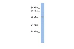 Aviva Systems Biology Corp DPF2 Antibody - middle region (ARP33221_P050)