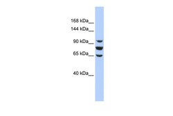 Aviva Systems Biology Corp EPC1 Antibody - middle region (ARP33343_P050)