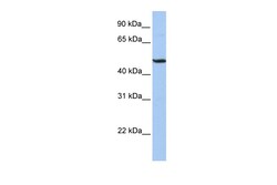 Aviva Systems Biology Corp BHLHB3 Antibody - middle region (ARP33574_P050)