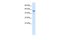 Aviva Systems Biology Corp SNIP1 Antibody - middle region (ARP33585_P050)