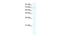Aviva Systems Biology Corp ZINC FINGER PROTEIN 750 Antibody - middle region