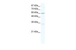 Aviva Systems Biology Corp ZNF668 Antibody - N-terminal region (ARP33588_P050)