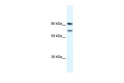 Aviva Systems Biology Corp ZFHX1B Antibody - N-terminal region (ARP33694_P050)