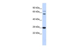 Aviva Systems Biology Corp CD40LG Antibody - middle region (ARP33831_P050)
